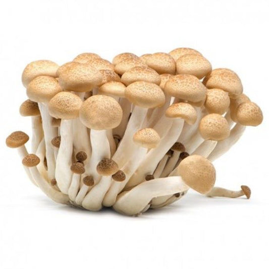 Mushroom Shemeji