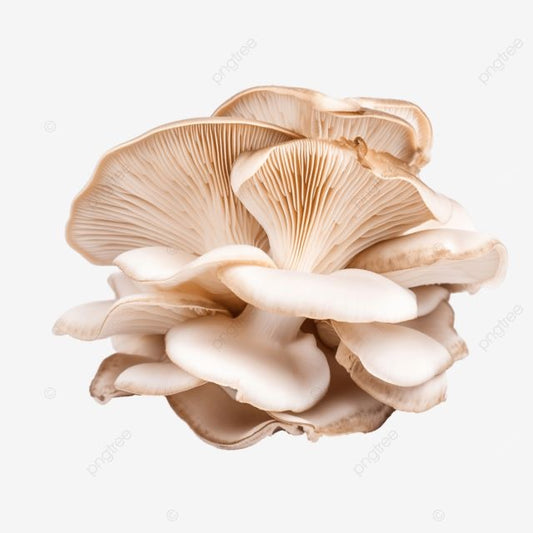 White Mushroom