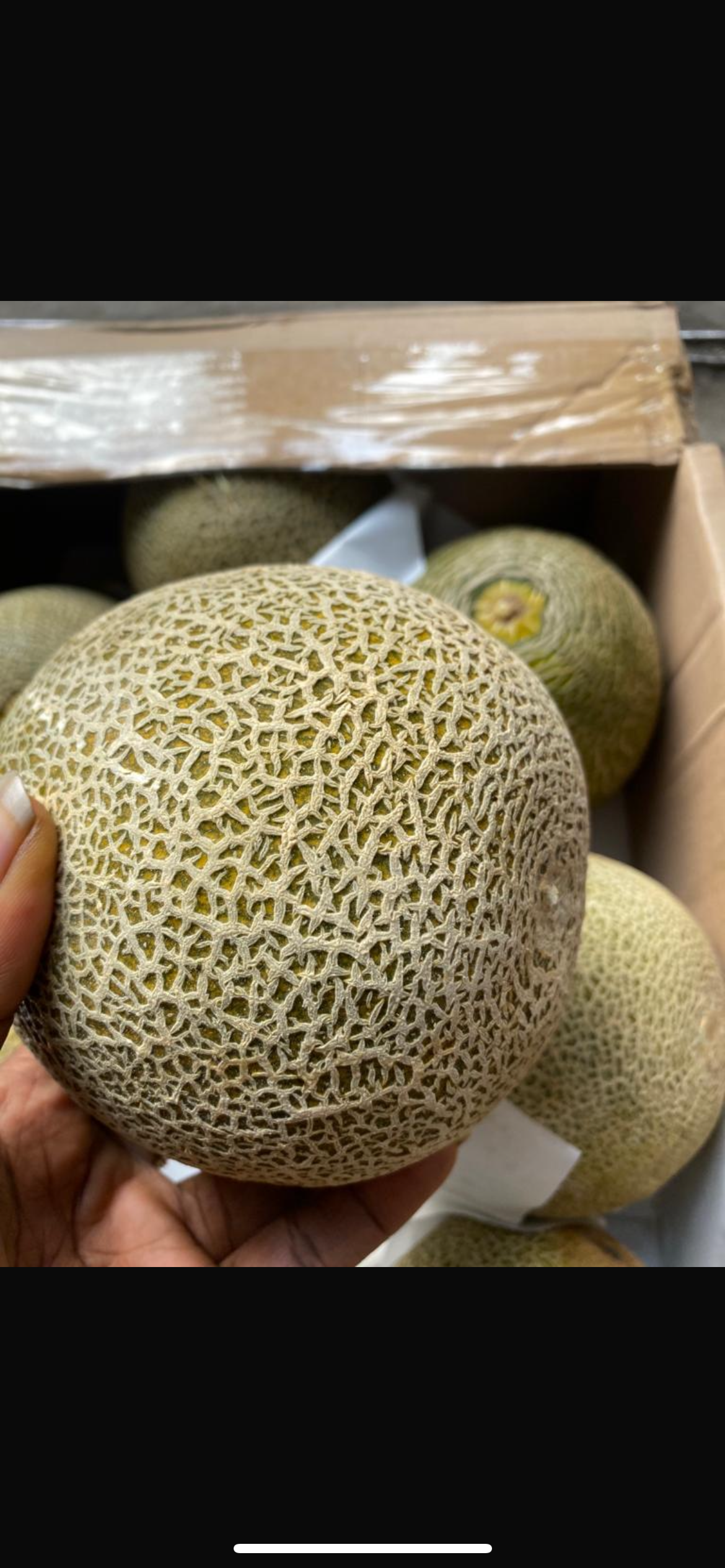 Imported Melon Canteloupe