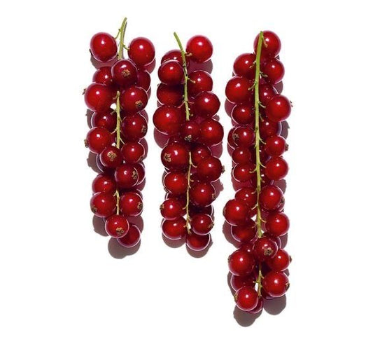 Red Currant