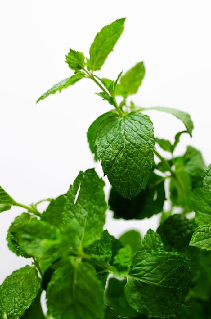 Herbs Mint