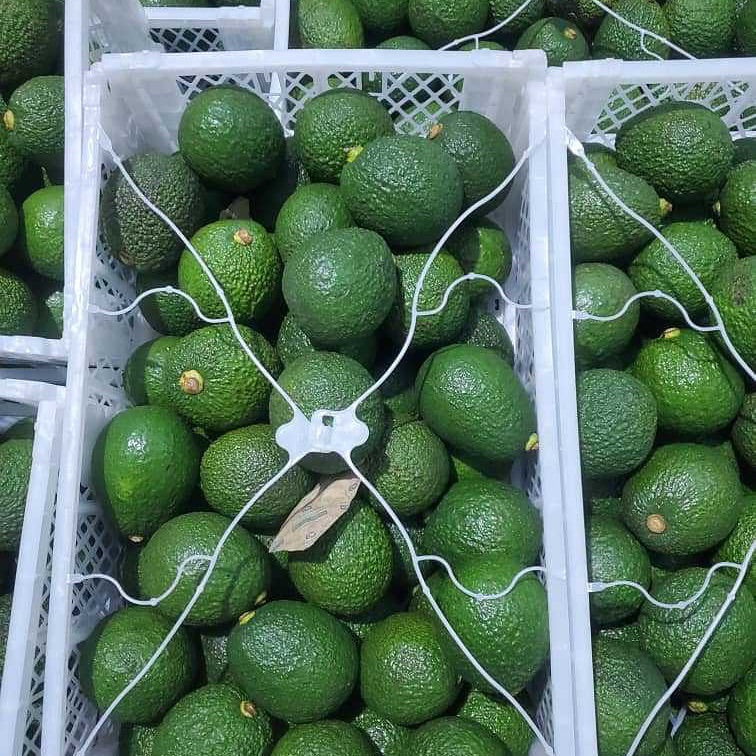 Imported Avocados