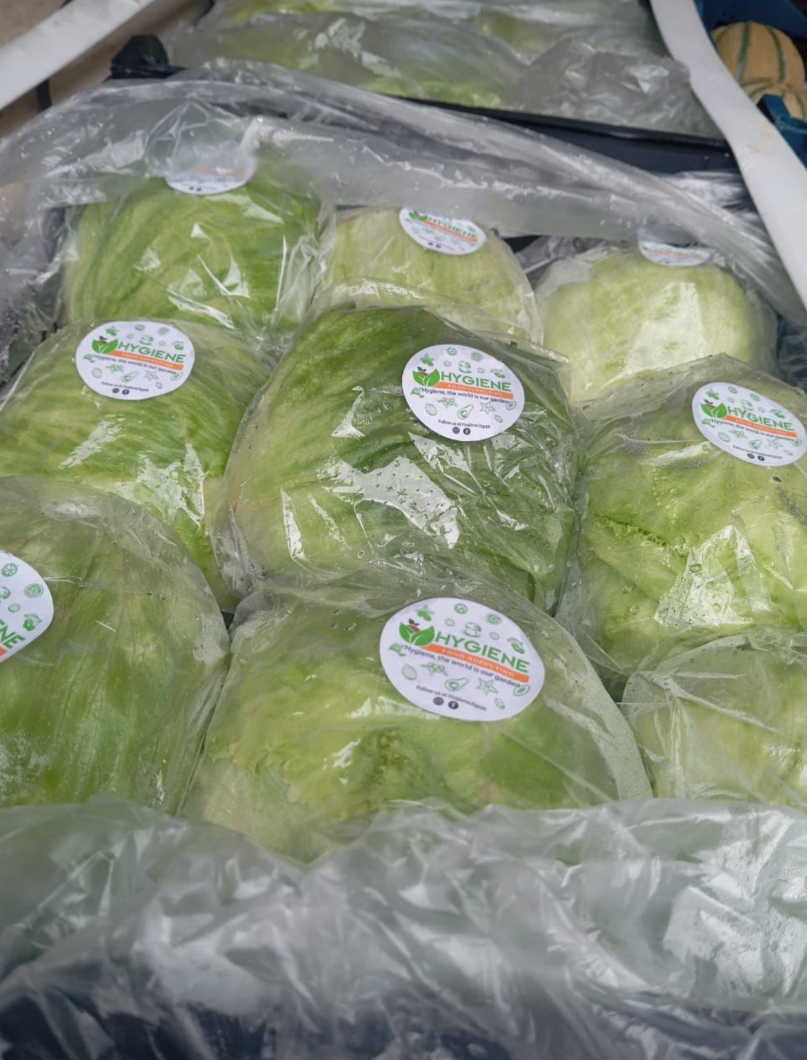 Lettuce Iceberg